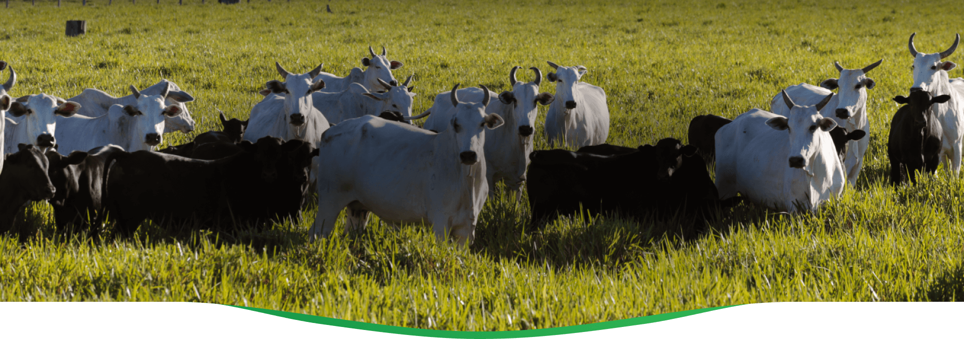 Produtos Nutrali Imagem do Topo opt