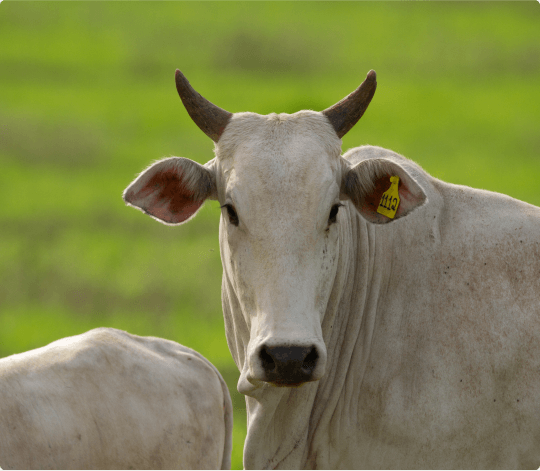 Imagem para blog post Combinação de aditivos em dietas para bovinos de corte em confinamento opt