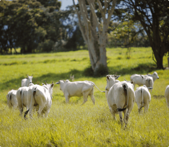 Imagem para blog post Confinamento de bovinos de corte com dietas com e sem volumoso opt